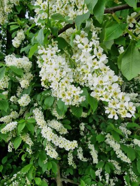 Beyaz çiçek açan ağaç. Çiçek açan bitki. Pistil ve stamen. Çiçek kafalı. Beyaz yapraklar. Bahar sahnesi. Yeşil yapraklar. Yeşillik. Doğal desen. Çiçek. Doğal ortam. Ekoloji. Biyoloji. Botanik. Güzellik.