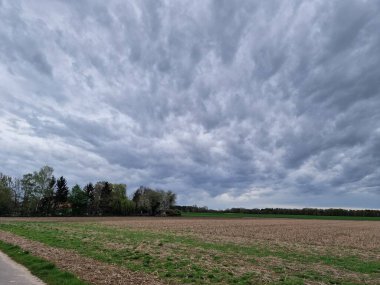 Tarım arazisi. Tecavüz tarlası. Bitkisel bitki. Sarı çiçekleri var. Kokulu çiçekler. Polen zengini. Bal arısı tozlaşması. Ağaç siluetleri. Bahar sahnesi. Yemyeşil bir kubbe. Yeşil çimenler. Kırsal yaşam.