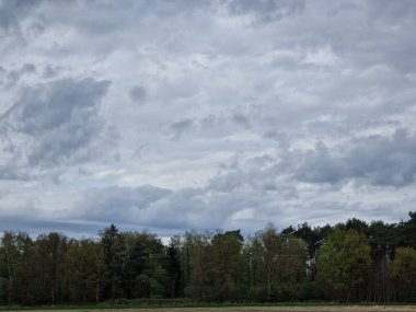 Tarım arazisi. Tecavüz tarlası. Bitkisel bitki. Sarı çiçekleri var. Kokulu çiçekler. Polen zengini. Bal arısı tozlaşması. Ağaç siluetleri. Bahar sahnesi. Yemyeşil bir kubbe. Yeşil çimenler. Kırsal yaşam.