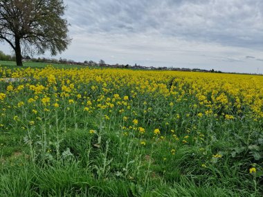 Tarım arazisi. Tecavüz tarlası. Bitkisel bitki. Sarı çiçekleri var. Kokulu çiçekler. Polen zengini. Bal arısı tozlaşması. Ağaç siluetleri. Bahar sahnesi. Yemyeşil bir kubbe. Yeşil çimenler. Kırsal yaşam.