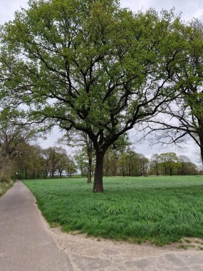 Tarım arazisi. Tecavüz tarlası. Bitkisel bitki. Sarı çiçekleri var. Kokulu çiçekler. Polen zengini. Bal arısı tozlaşması. Ağaç siluetleri. Bahar sahnesi. Yemyeşil bir kubbe. Yeşil çimenler. Kırsal yaşam.