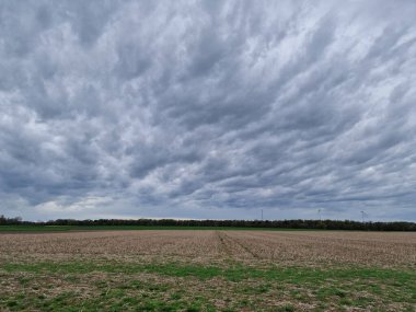 Tarım arazisi. Tecavüz tarlası. Bitkisel bitki. Sarı çiçekleri var. Kokulu çiçekler. Polen zengini. Bal arısı tozlaşması. Ağaç siluetleri. Bahar sahnesi. Yemyeşil bir kubbe. Yeşil çimenler. Kırsal yaşam.