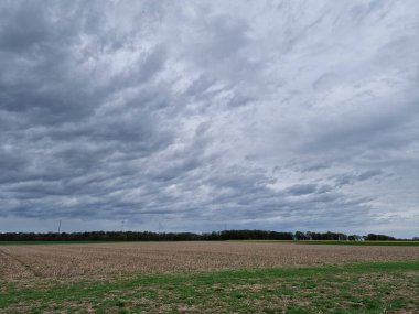 Tarım arazisi. Tecavüz tarlası. Bitkisel bitki. Sarı çiçekleri var. Kokulu çiçekler. Polen zengini. Bal arısı tozlaşması. Ağaç siluetleri. Bahar sahnesi. Yemyeşil bir kubbe. Yeşil çimenler. Kırsal yaşam.