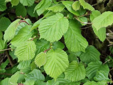 Bahar sahnesi. Yeşillik. Yeşil renk. Taze yapraklar. Yaprak sinirleri. Ağaç tepe örtüsü. Dallar. Minimalist yaklaşım. Makrofotoğrafçılık. Gündüz fotoğrafı. Doğal ortam. Arkaplanda yeşillik.