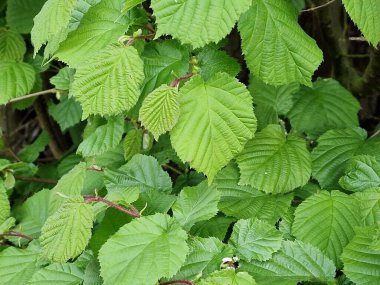 Bahar sahnesi. Yeşillik. Yeşil renk. Taze yapraklar. Yaprak sinirleri. Ağaç tepe örtüsü. Dallar. Minimalist yaklaşım. Makrofotoğrafçılık. Gündüz fotoğrafı. Doğal ortam. Arkaplanda yeşillik.