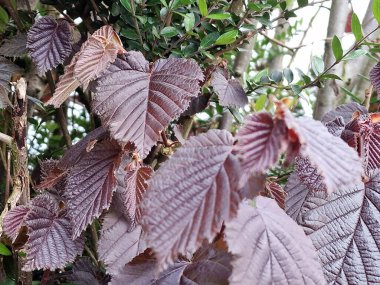 Bahar sahnesi. Yeşillik. Genç yapraklar. Yaprak siniri yakın plan. Ağaç dalları. Ayrıntılar. Makrofotoğrafçılık. Gün ışığı. Kırmızı renk. Arka planda yeşillik var. Doğal ortam. Açık havada. Ekoloji. Park.