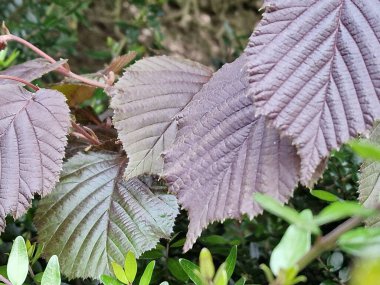 Bahar sahnesi. Yeşillik. Genç yapraklar. Yaprak siniri yakın plan. Ağaç dalları. Ayrıntılar. Makrofotoğrafçılık. Gün ışığı. Kırmızı renk. Arka planda yeşillik var. Doğal ortam. Açık havada. Ekoloji. Park.
