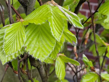 Yaprak tomurcukları makrofotoğrafçılık. Ağaç dalları. İlk bahar sahnesi. Büyümeyi bırak. Minimalist yaklaşım. Doğa çevresi. Ağaç dokusu. Yeşillik. Yapraklar. Gri arka plan. Gündüz fotoğrafı. Açık havada..