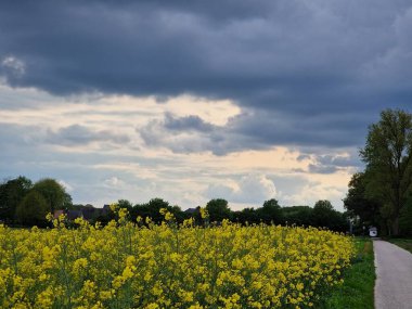 Tarım arazisi. Güneşli bir gün. Açık havada. Mavi gökyüzü. Beyaz bulutlar. Ağaç siluetleri. Tarla ekimi. Kolza tohumu bitkileri. Doğal ortam. Sarı cilt bakımı. Polen. Bal arısı. Bahar sahnesi.