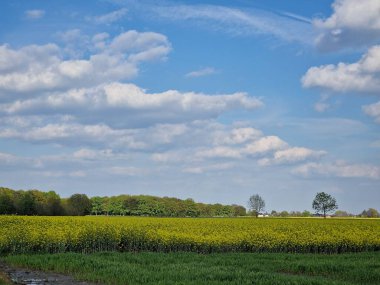 Tarım arazisi. Güneşli bir gün. Açık havada. Mavi gökyüzü. Beyaz bulutlar. Ağaç siluetleri. Tarla ekimi. Kolza tohumu bitkileri. Doğal ortam. Sarı cilt bakımı. Polen. Bal arısı. Bahar sahnesi.
