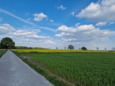 Bahar sahnesi. Tarım arazisi. Tarla ekimi. Kırsal kesimde. Country Yolu. Çiftlik arazisi. Mavi gökyüzü ve beyaz bulutlar. Güneşli bir gün. Doğal ortam. Ekin bitkileri. Ağaç siluetleri. Yemyeşil.