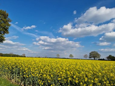 Tarım arazisi. Güneşli bir gün. Açık havada. Mavi gökyüzü. Beyaz bulutlar. Ağaç siluetleri. Tarla ekimi. Kolza tohumu bitkileri. Doğal ortam. Sarı cilt bakımı. Polen. Bal arısı. Bahar sahnesi.