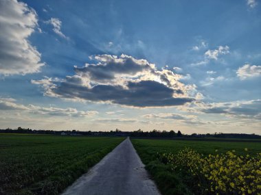 Bahar sahnesi. Tarım arazisi. Tarla ekimi. Kırsal kesimde. Country Yolu. Çiftlik arazisi. Mavi gökyüzü ve beyaz bulutlar. Güneşli bir gün. Doğal ortam. Ekin bitkileri. Ağaç siluetleri. Yemyeşil.