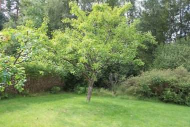 Elma makrofotoğrafçılığı. Bahçede meyve ağaçları var. Arka planda yeşillik var. Sağlıklı beslenme alışkanlıkları. Vitamin ve mineraller. Vejetaryen ve vejetaryen yemekleri. Ekolojik çevre. Doğal desen.
