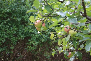 Elma makrofotoğrafçılığı. Bahçede meyve ağaçları var. Arka planda yeşillik var. Sağlıklı beslenme alışkanlıkları. Vitamin ve mineraller. Vejetaryen ve vejetaryen yemekleri. Ekolojik çevre. Doğal desen.