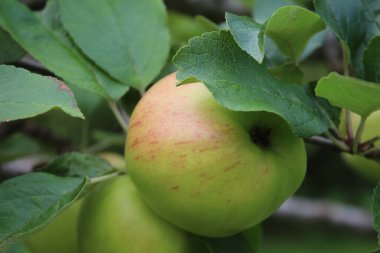 Elma makrofotoğrafçılığı. Bahçede meyve ağaçları var. Arka planda yeşillik var. Sağlıklı beslenme alışkanlıkları. Vitamin ve mineraller. Vejetaryen ve vejetaryen yemekleri. Ekolojik çevre. Doğal desen.