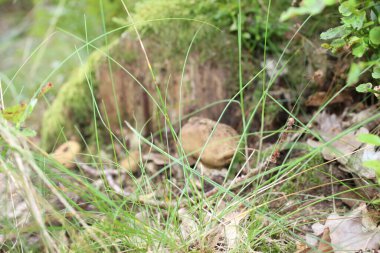 Mantar makrofotoğrafçılığı. Orman çevresi. Lezzetli yemek. Sağlıklı beslenme. Zehirli bitkiler. Ekilmemiş sebzeler. Açık havada. Protein yemeği. Vejetaryen ve vejetaryen beslenme. Yaz sahnesi. Mantarlar. Bulanık fotoğraf.