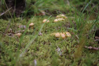 Mantar makrofotoğrafçılığı. Orman çevresi. Lezzetli yemek. Sağlıklı beslenme. Zehirli bitkiler. Ekilmemiş sebzeler. Açık havada. Protein yemeği. Vejetaryen ve vejetaryen beslenme. Yaz sahnesi. Mantarlar. Bulanık fotoğraf.