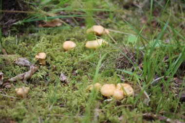 Mantar makrofotoğrafçılığı. Orman çevresi. Lezzetli yemek. Sağlıklı beslenme. Zehirli bitkiler. Ekilmemiş sebzeler. Açık havada. Protein yemeği. Vejetaryen ve vejetaryen beslenme. Yaz sahnesi. Mantarlar. Bulanık fotoğraf.