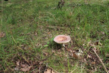 Mantar makrofotoğrafçılığı. Orman çevresi. Lezzetli yemek. Sağlıklı beslenme. Zehirli bitkiler. Ekilmemiş sebzeler. Açık havada. Protein yemeği. Vejetaryen ve vejetaryen beslenme. Yaz sahnesi. Mantarlar. Bulanık fotoğraf.