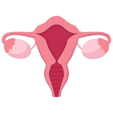 Beyaz arka planda izole edilmiş vektör kadın rahim simgesi. Kadın üreme sistemi anatomi organı.