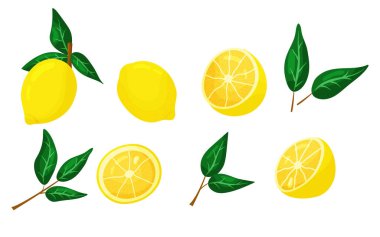 Vector lemon set isolated on white background. Cartoon summer fruit sliced, half sliced lemons, yellow whole lemon and leaves collection illustration