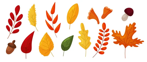 Vector Autumn Leaves Set Isolated White Background Maple Oak Rowan — Stock Vector