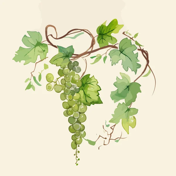 Бунш Белого Винограда Зеленый Виноград Ветке Листьями Изолированы Белом Фоне — стоковый вектор
