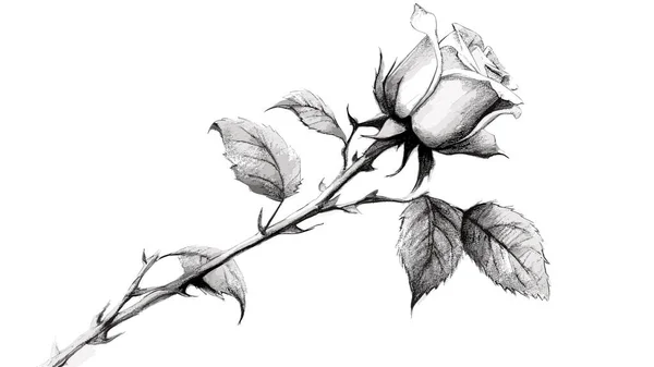 Rose Flower Leaves Pattern Botanical Rose Branch Black Ink White — Stock Vector