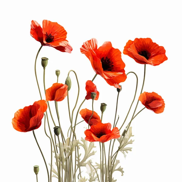 Seamless Pattern Red Poppy Flowers Buds White Vector Illustration — Stock Vector