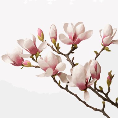 Güzel pembe bahar manolya çiçekleri ağaç dalında, beyaz üzerinde izole..