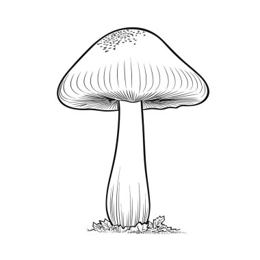 Mantar vektör çizimi. Yetişkinler ve çocuklar için boyama kitabı antistresi. Siyah ve beyaz