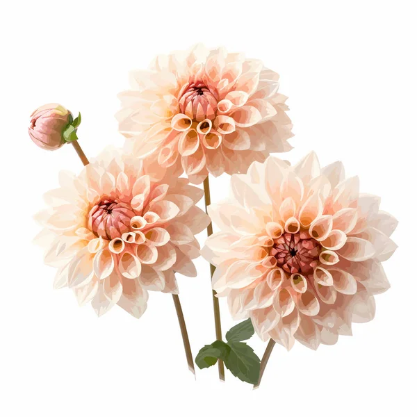 Fresh, lush bouquet of colorful flowers. Bouquet of chrysanthemums. Isolated on white. Vector illustration