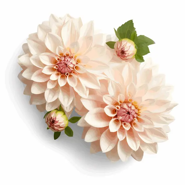 Fresh, lush bouquet of colorful flowers. Bouquet of chrysanthemums. Isolated on white. Vector illustration