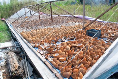 Kurutulmuş hindistan cevizi güneşte kurumuş.