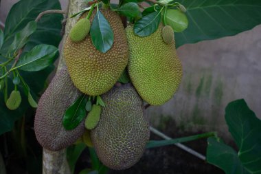 Yeşil meyveler bir Jackfruit ağacında yetişir