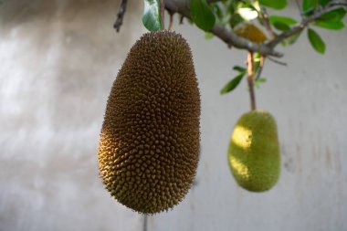 Ağaçta hala asılı olan Jackfruit.