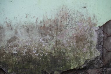 Yosun ve hasarlı beton duvarlar