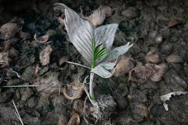 Areca palmiyesi filizlenir.