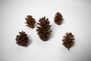 Beş kozalaktan oluşan bir grup sade beyaz arka planda dizilmiş..