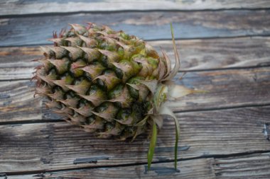 Tacı olmayan tropik bir ananas, meyvenin kabataslak dokusunu ve topraksı tonlarını ortaya çıkarır..