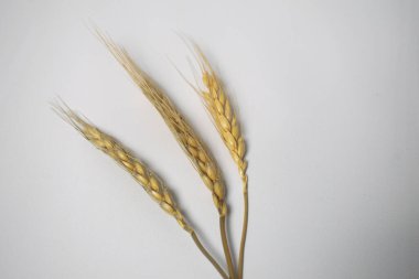 Beyaz arkaplanda buğday çiçekleri