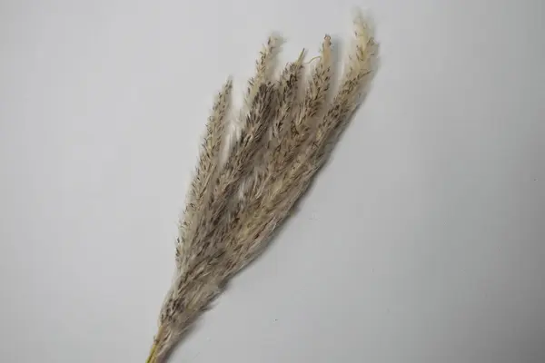 Beyaz arkaplanda pampalar