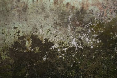 Küf ve koyu yeşil yosunların eşit olmayan bir şekilde yayıldığı eski nemli bir duvar..