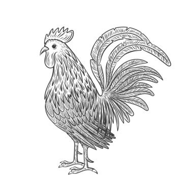 Horoz klasik bir tarzda boyanmıştır. Rooster skeci beyaz arka planda izole edildi. Gravür vektör illüstrasyonu