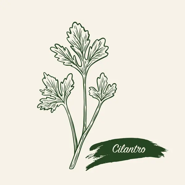 Cilantro 'nun eskiz çizimi, eski tarzda kişniş. Çizgi çizimi Cilantro. Kişniş oymasının çizimi. 