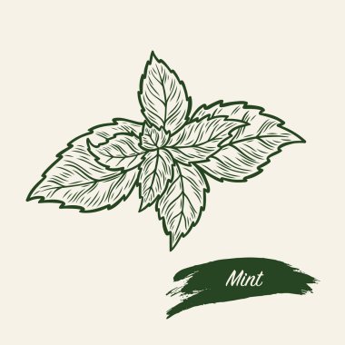 Eskiz çizimi naneli, nane retro tarzında. Nanenin doğrusal çizimi. Nane oyması çizimi. 