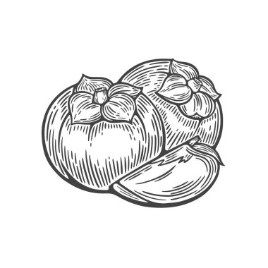 Hurma çizimi. El yapımı hurma meyveleri. Vintage oymacılığı