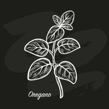 Oregano yaprakları siyah tahta Marjoram çizgisi üzerine tebeşirle çizilir. Oregano lezzetli bir baharattır. Elle çizilmiş çizim