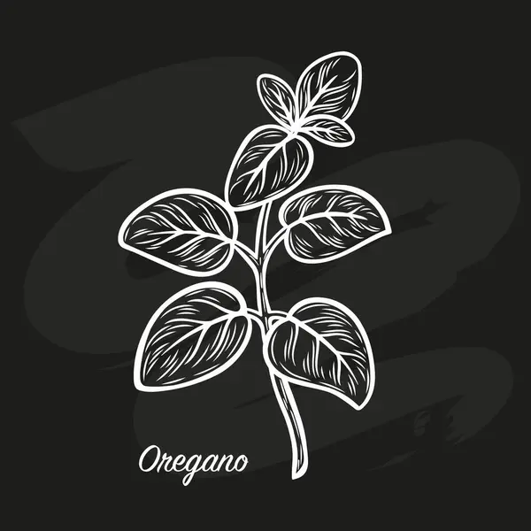 Oregano yaprakları siyah tahta Marjoram çizgisi üzerine tebeşirle çizilir. Oregano lezzetli bir baharattır. Elle çizilmiş çizim